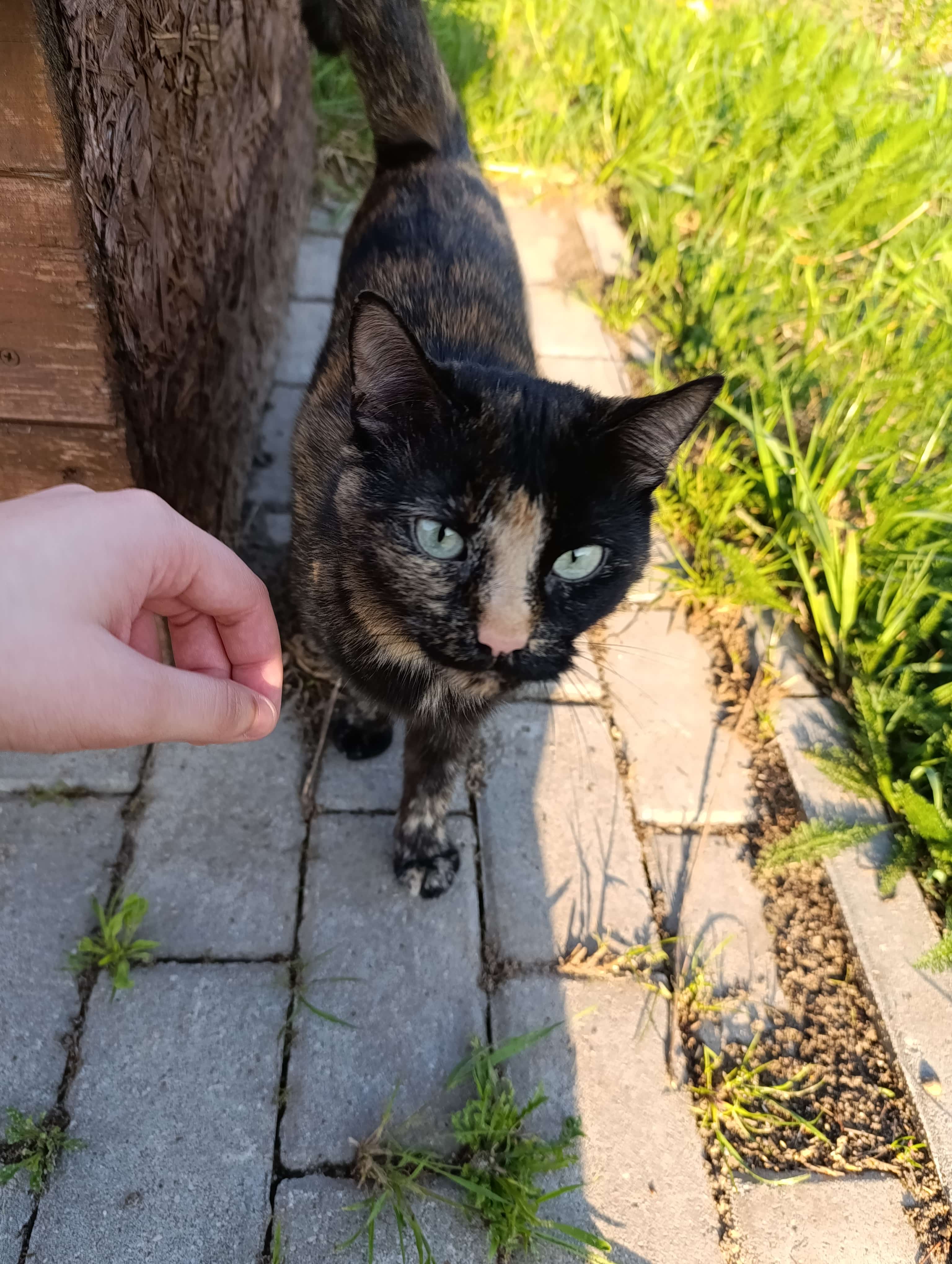 a tortoiseshell cat coming towards camera