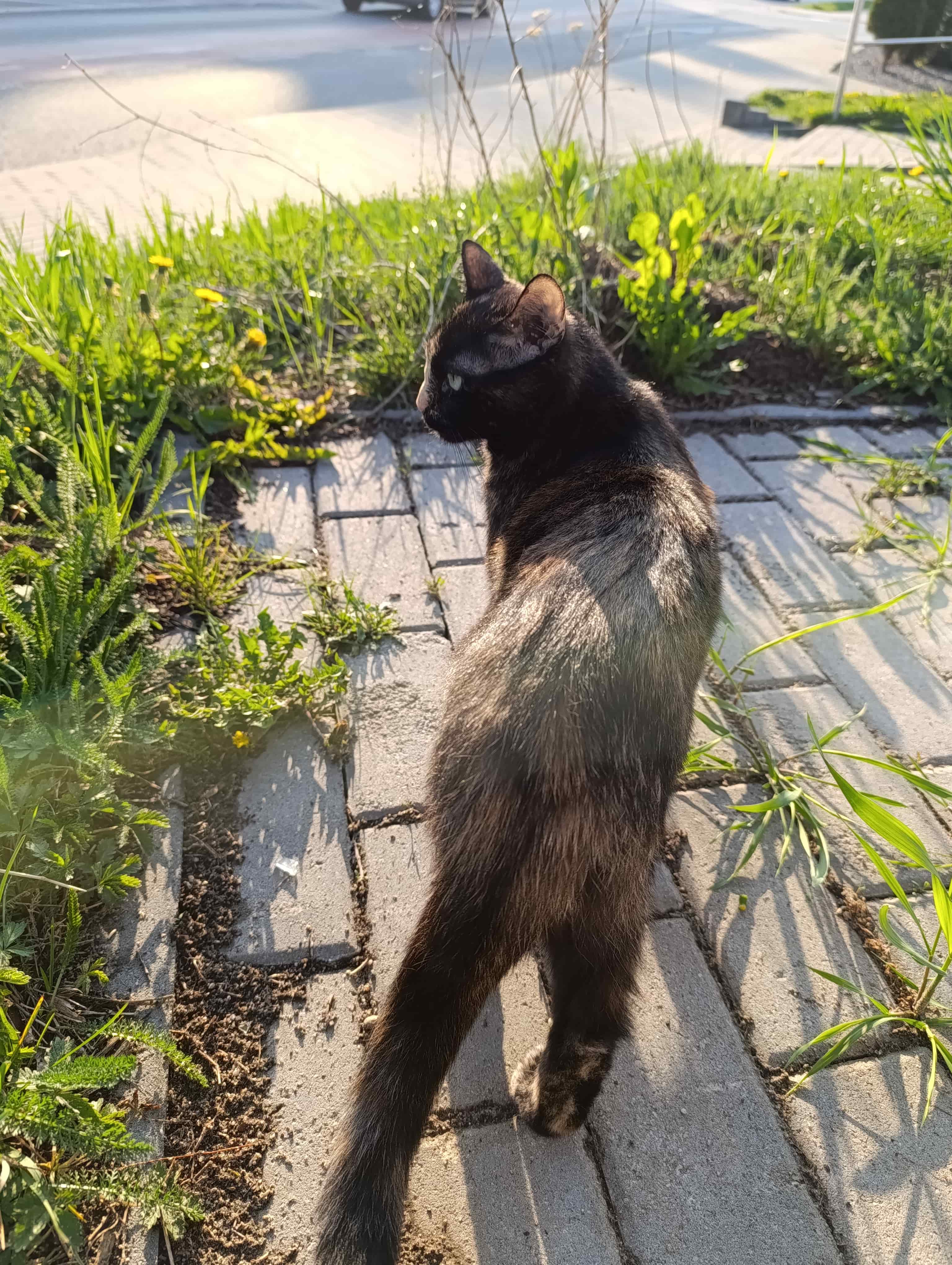 a tortoiseshell cat looking to the side