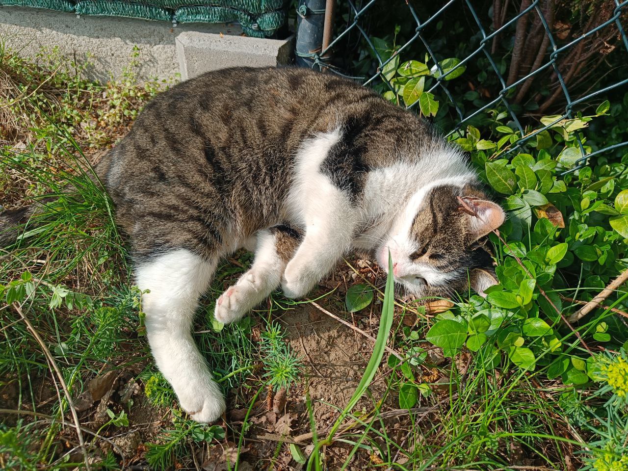 a tabby cat with white spotting laying on the ground