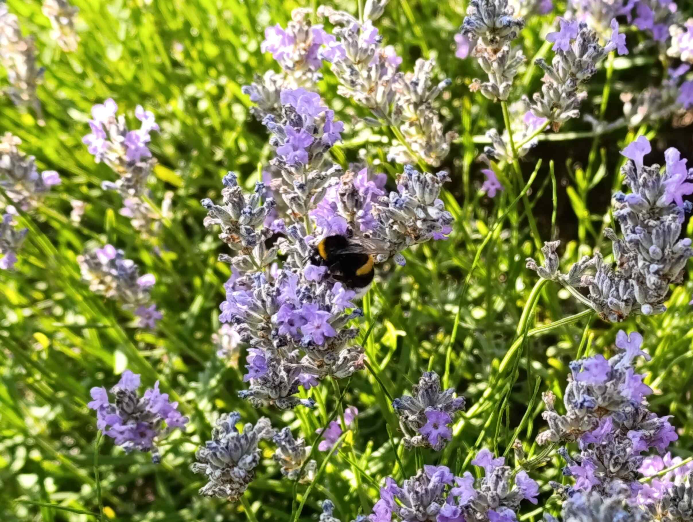 a bumblebee on a lavender plant
