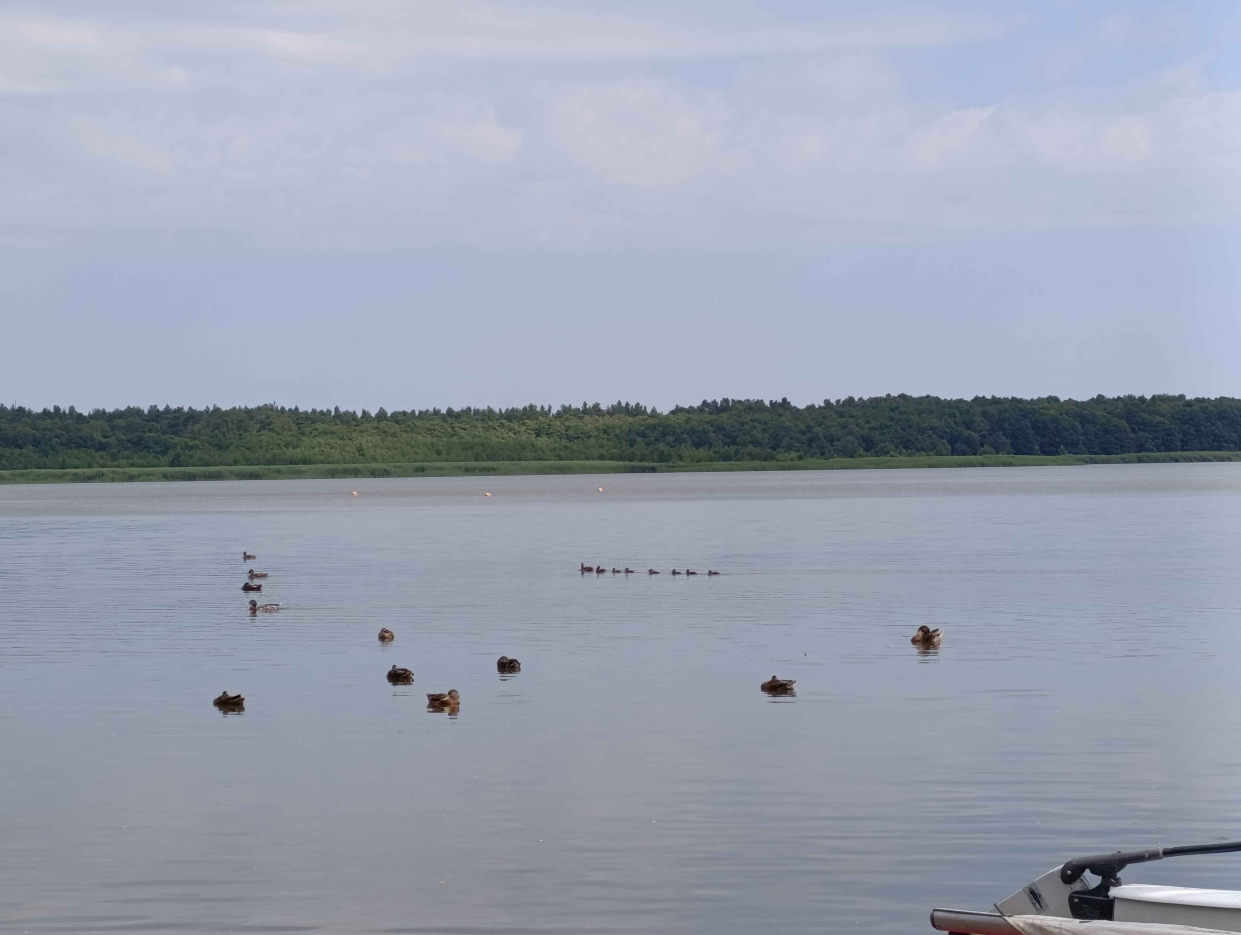 a group of ducks on a lake